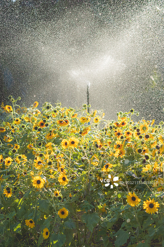 农业喷淋灌溉花卉鲜花向日葵种植资料图图片素材