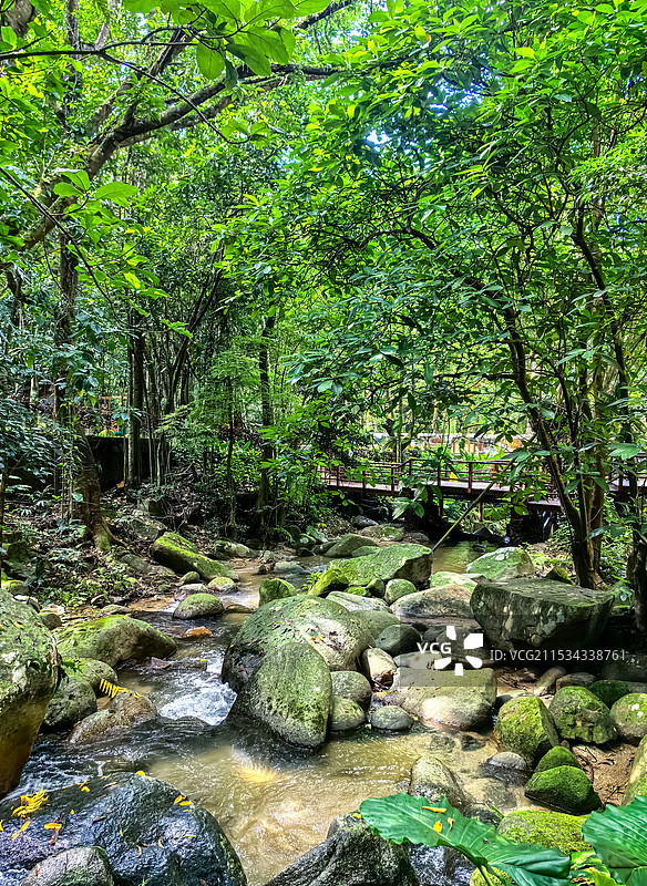 中国自然风光拍摄主题，海南三亚热带雨林里的山谷，清澈的溪流和绿色的大树，户外白昼无人图像摄影图片素材