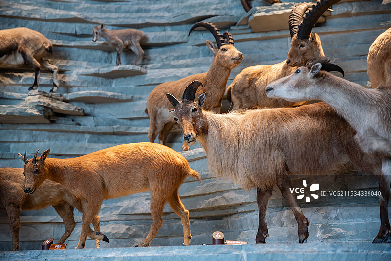 珍稀高山动物标本特写图片素材