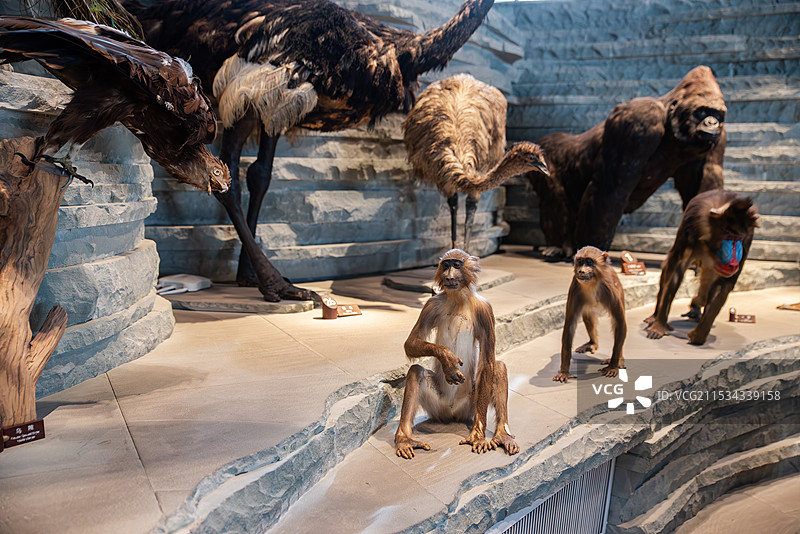 动物标本博物馆展品图片素材