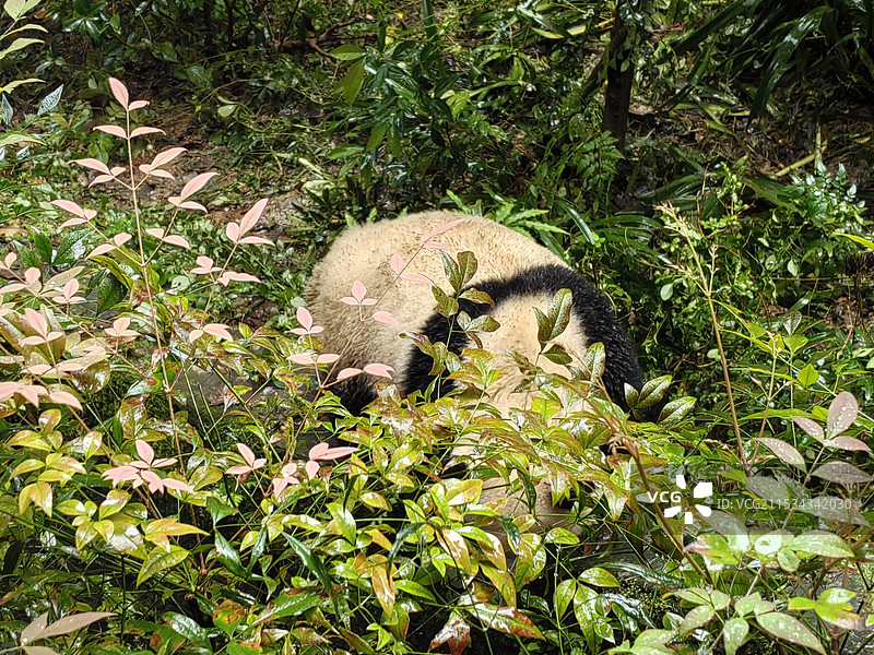 大熊猫繁育中心图片素材
