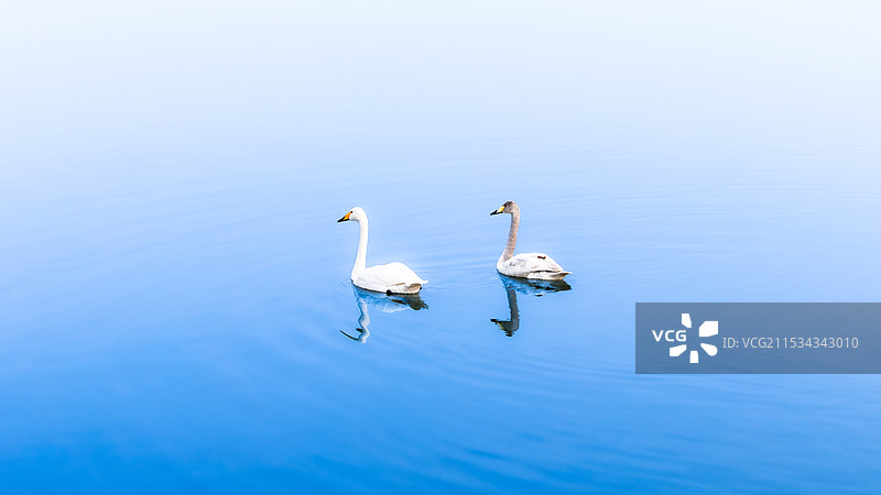 冬季辽宁朝阳白石水库的天鹅图片素材