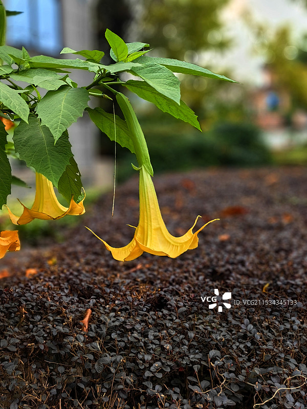 浙江湖州长兴，十里银杏图片素材