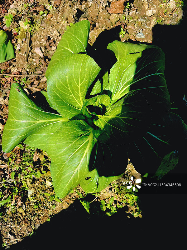 村民地里种的青菜图片素材