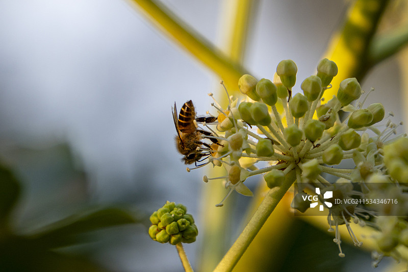 蜜蜂在花上授粉的特写镜头图片素材