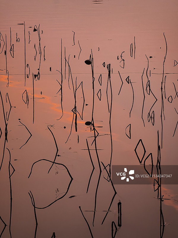 冬日夕阳下水面残荷的梗，密密麻麻静立在水面，行一行行天书字符，讲述冬天的悲欢图片素材