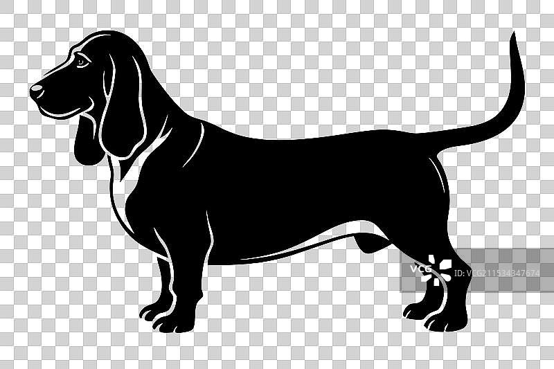 巴塞特猎犬剪影图片素材