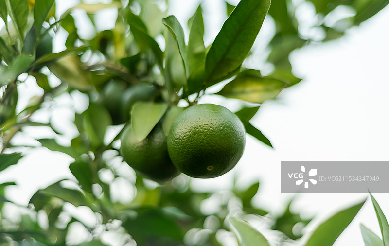 绿色的橘子图片素材