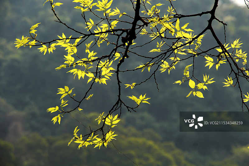 春广西柳州市龙潭公园图片素材