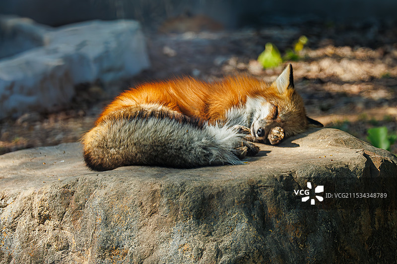 睡觉的狐狸图片素材