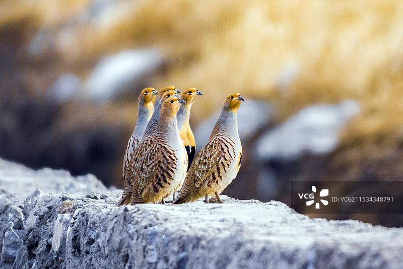斑翅山鹑图片素材
