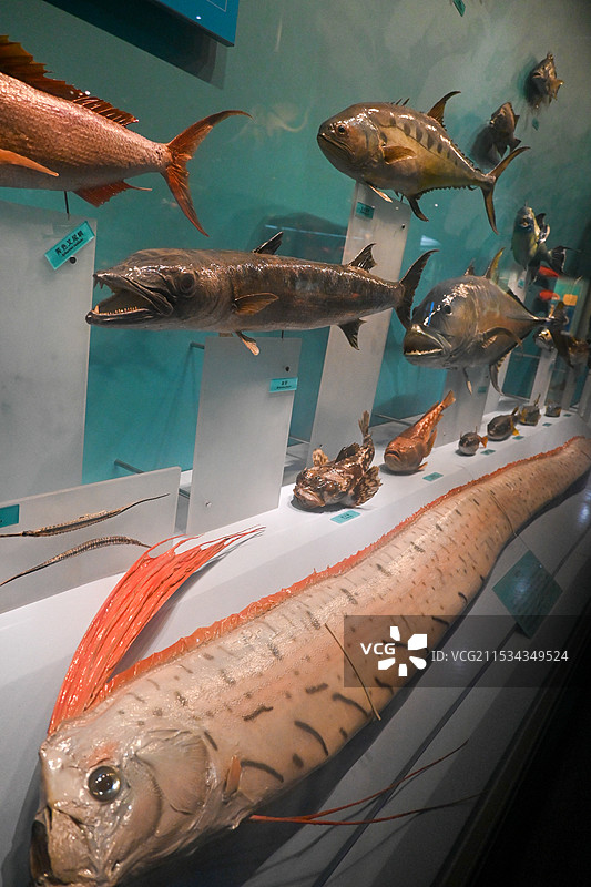 天津自然博物馆鱼类标本图片素材