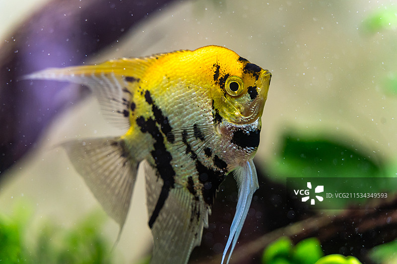 动物园金鱼鹦鹉鱼图片素材