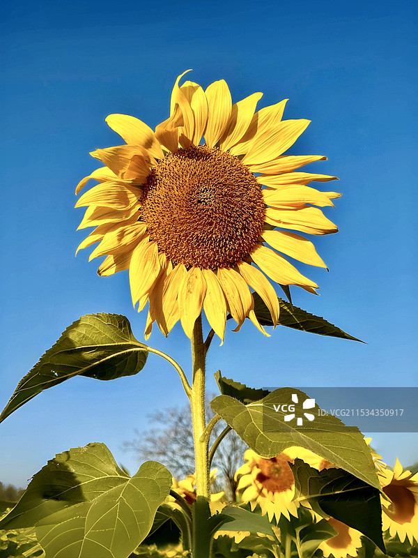 盛开的向日葵图片素材