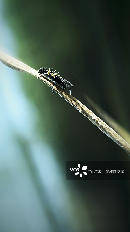 异色瓢虫图片素材