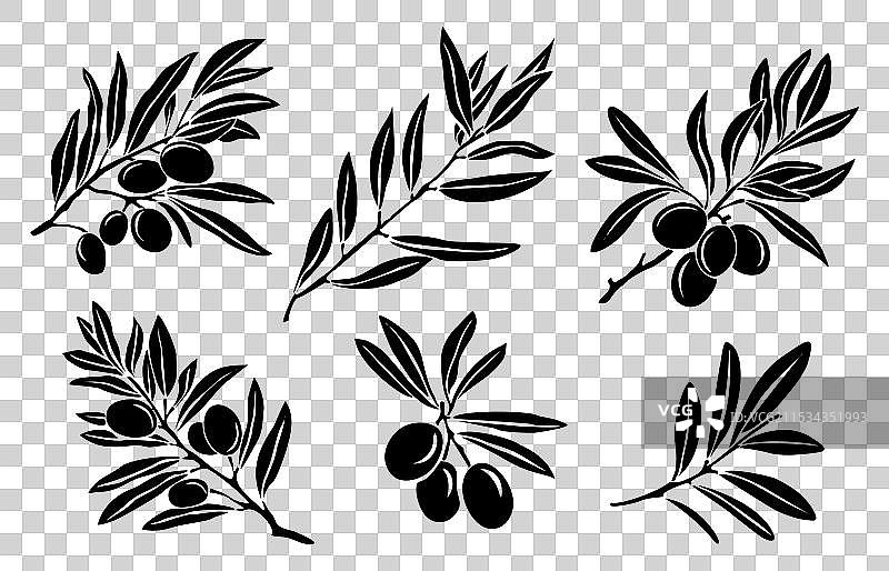 一组孤立的黑色橄榄枝剪影图片素材