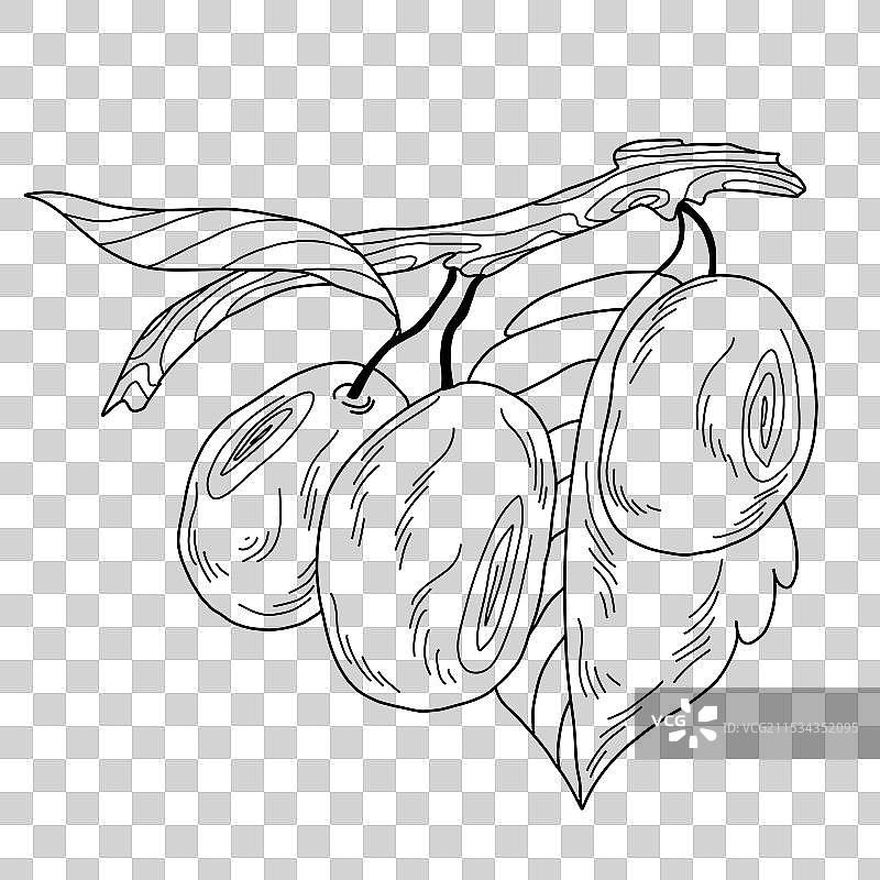 多汁的梅子挂在枝条上，周围有叶子和茎。图片素材