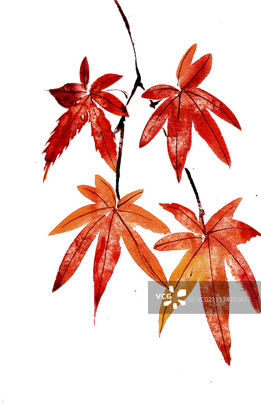 红色的枫叶图片素材