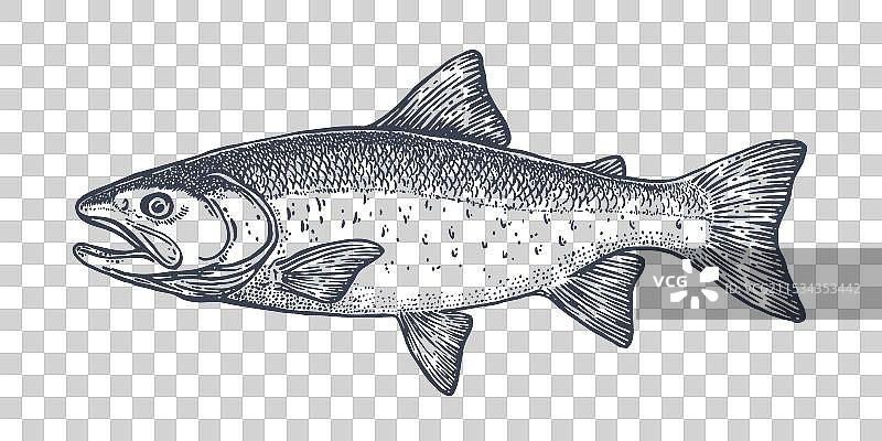 复古印刷的鲑鱼海鲜素描图片素材