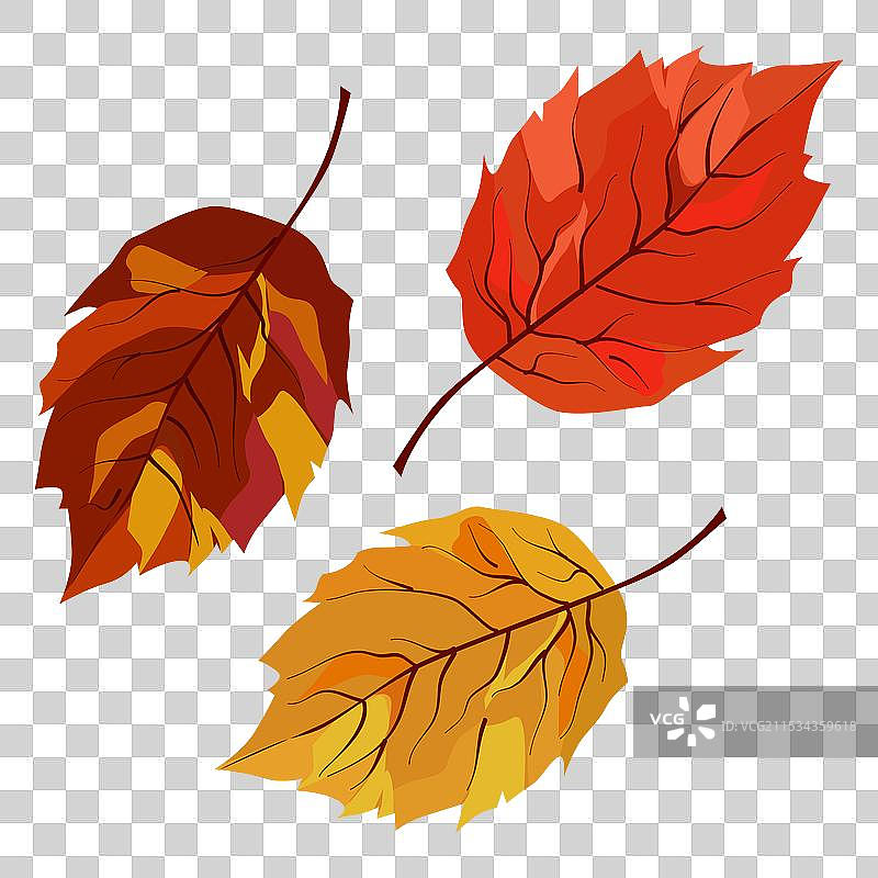 秋天的黄色和橙色干白桦树叶平铺在地上图片素材