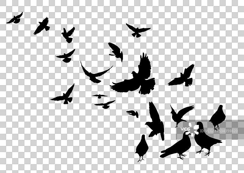 飞翔的鸽子群体，背景为白色图片素材