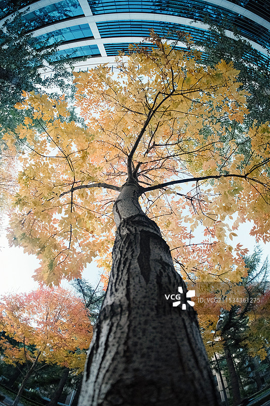 秋天树木的低角度视图图片素材