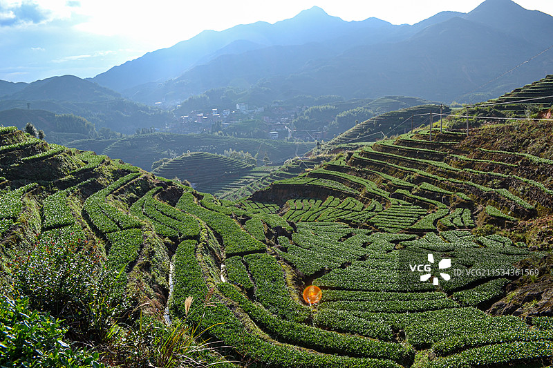 安溪感德镇梯田茶园图片素材