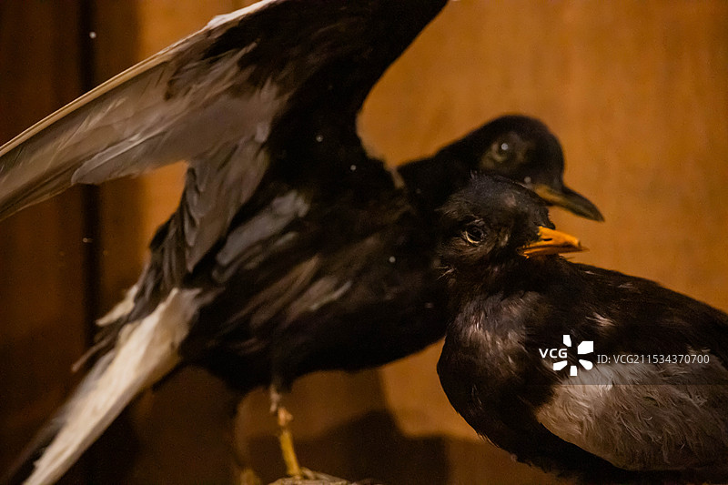 黑龙江省博物馆收藏的白翅浮鸥标本图片素材