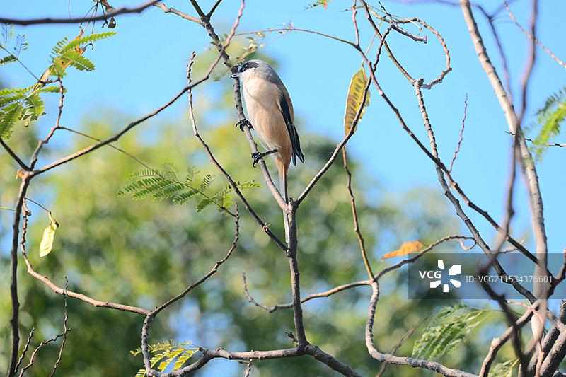 树上觅食的伯劳鸟图片素材
