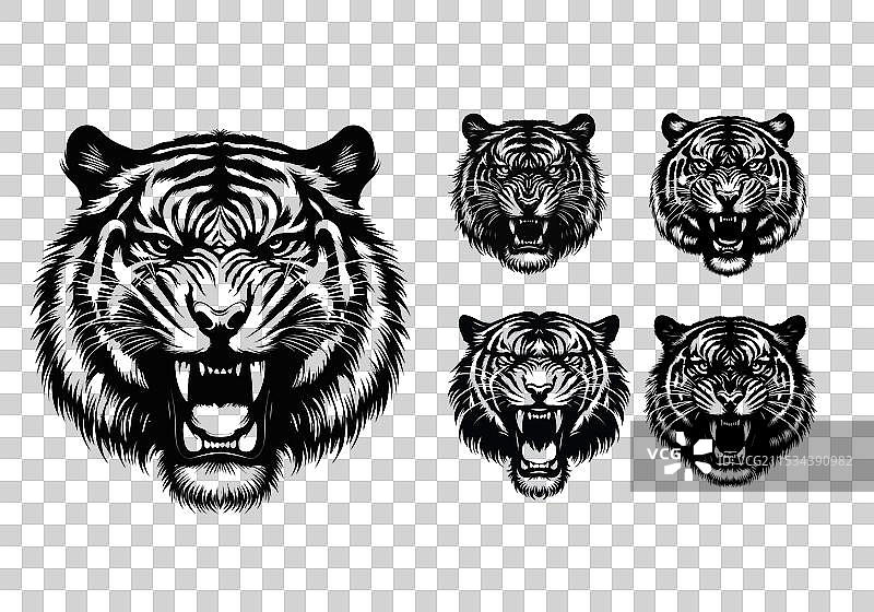 雄伟的老虎面孔 - 黑白色图片素材