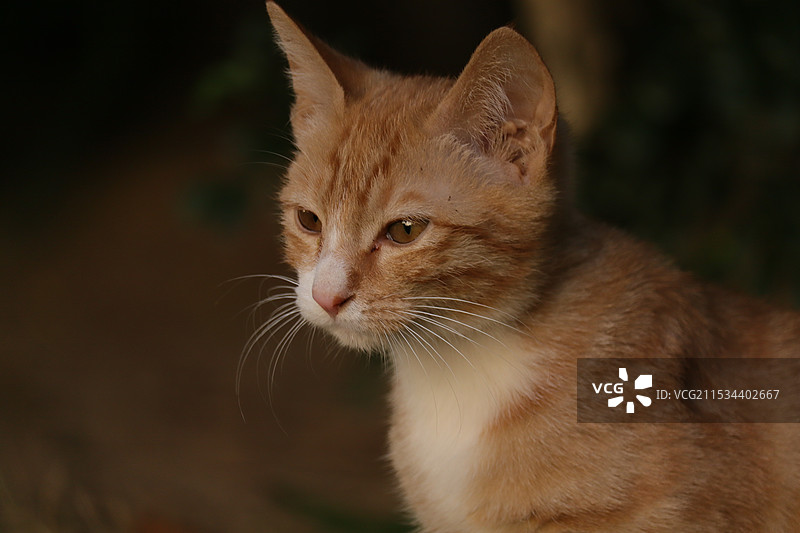 小奶猫橘猫图片素材