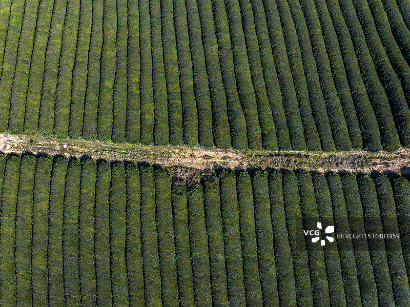 航拍宣城市宣州区杨柳镇茶园风光图片素材