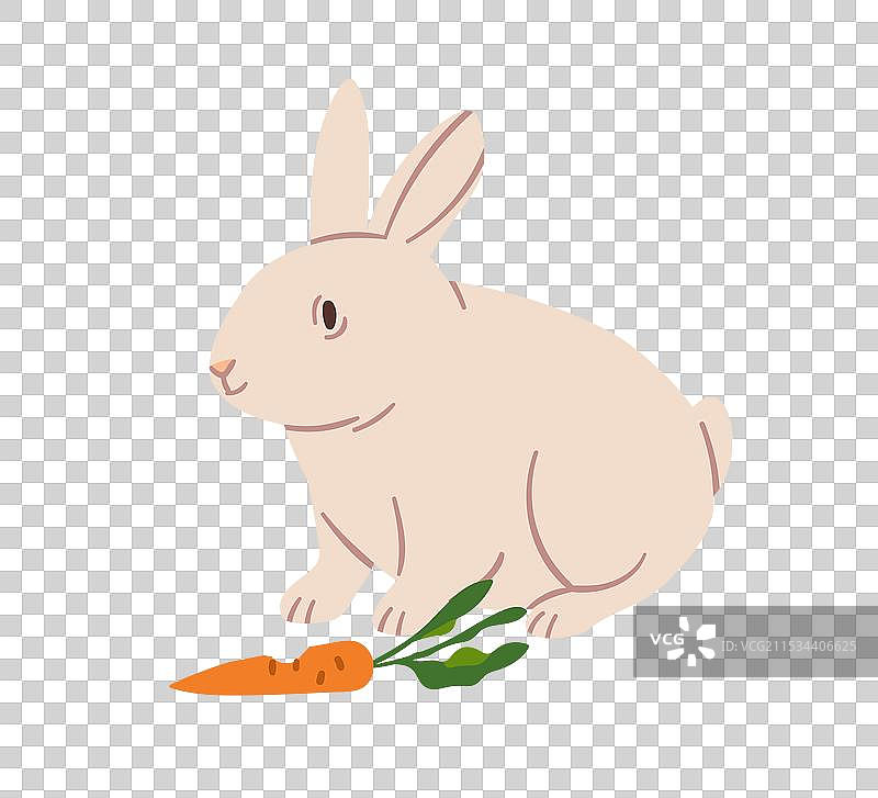 可爱的兔子在吃胡萝卜图片素材