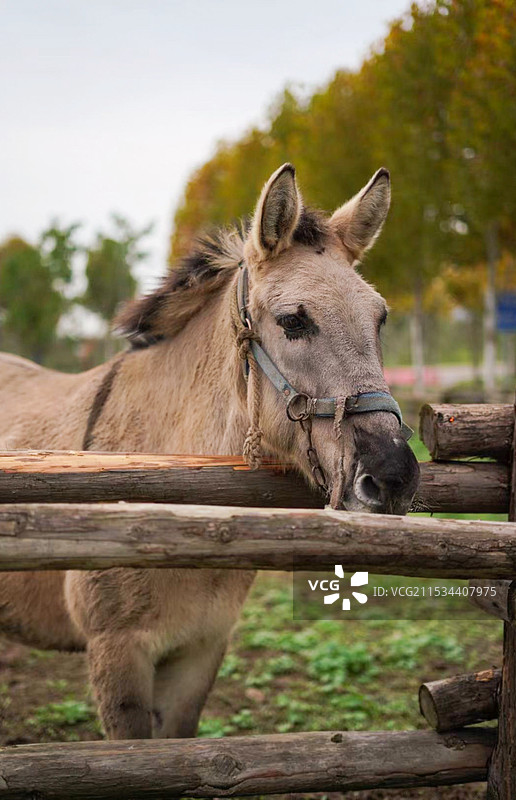 马站在户外的肖像，马在栅栏内图片素材