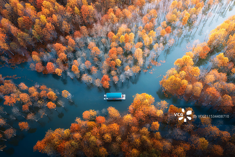 航拍红杉树林图片素材