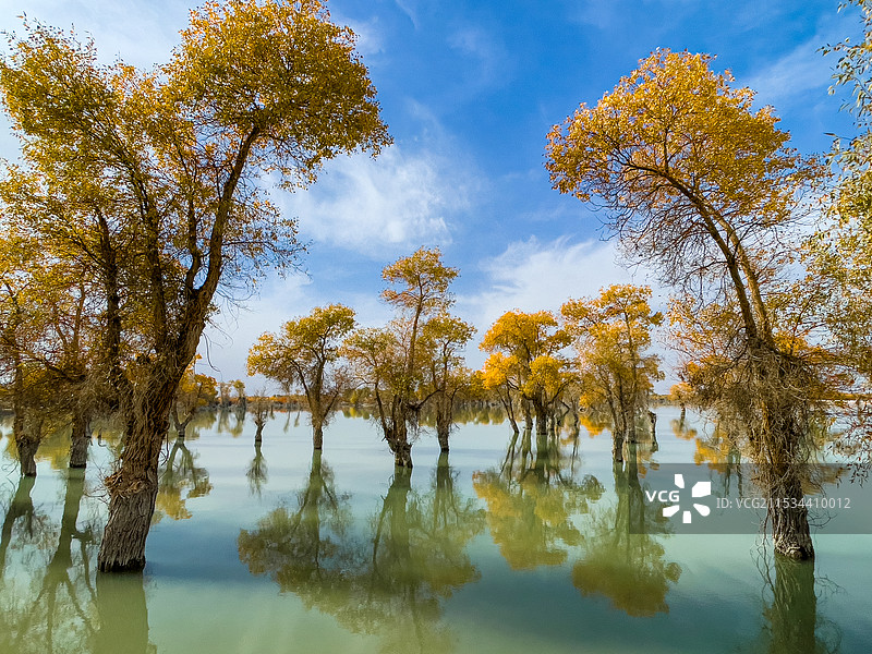 新疆沙雅世界胡杨林公园风光图片素材