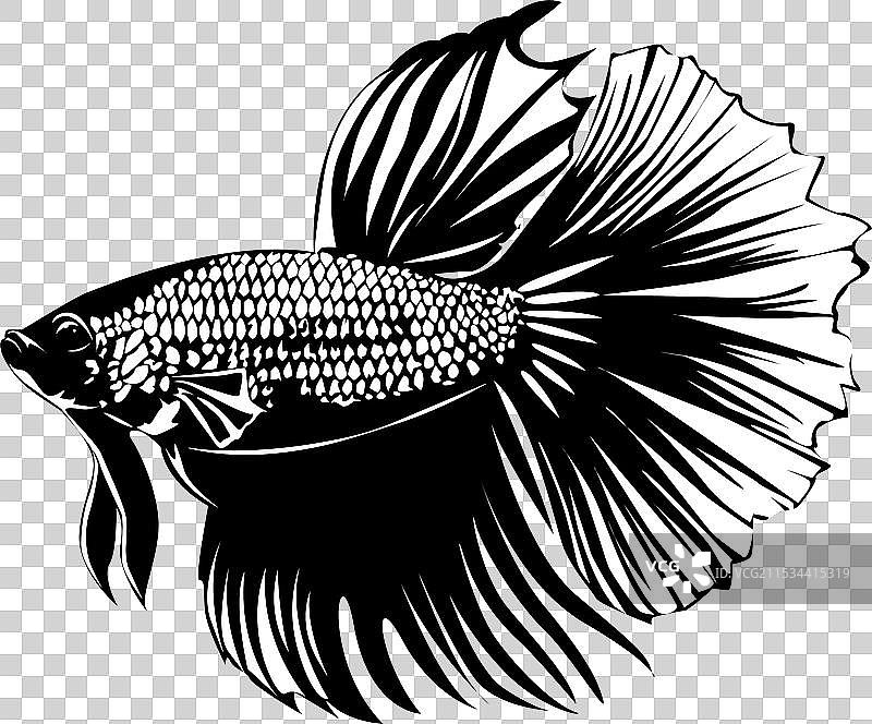 暹罗斗鱼，通常被称为斗鱼图片素材