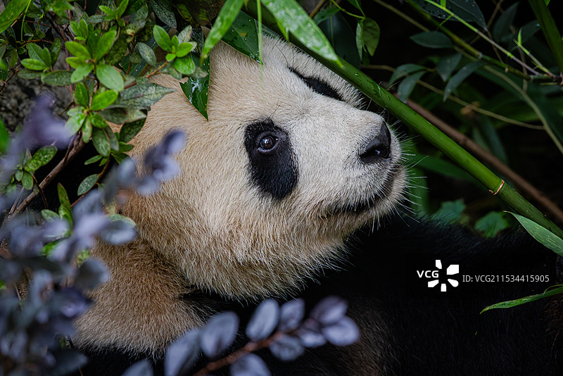 大熊猫 成都熊猫基地图片素材