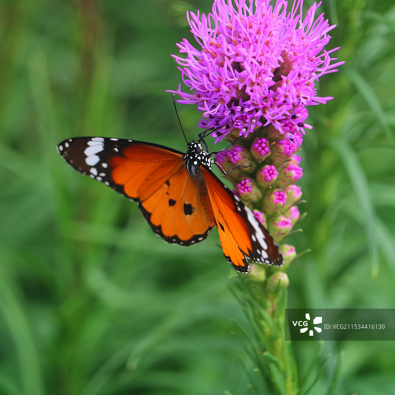 橘黄色的蝴蝶图片素材