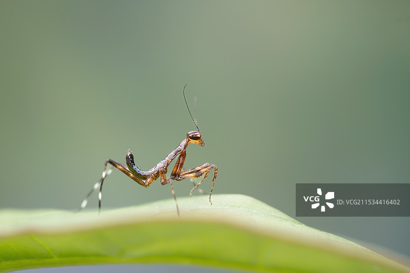 初生螳图片素材