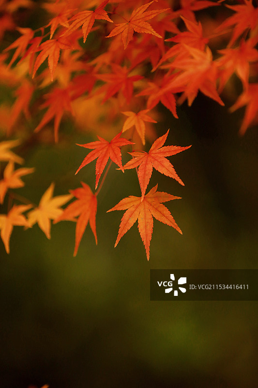 深秋的枫叶特写图片素材