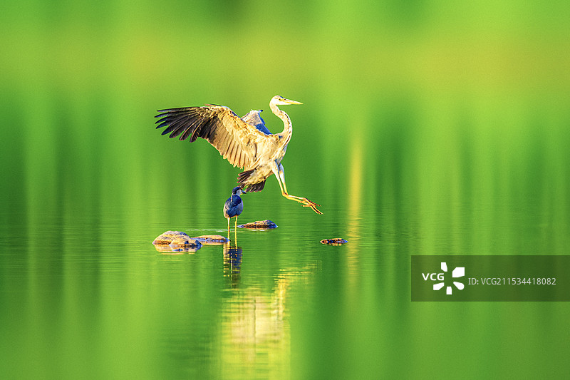 苍鹭--不错的地方图片素材