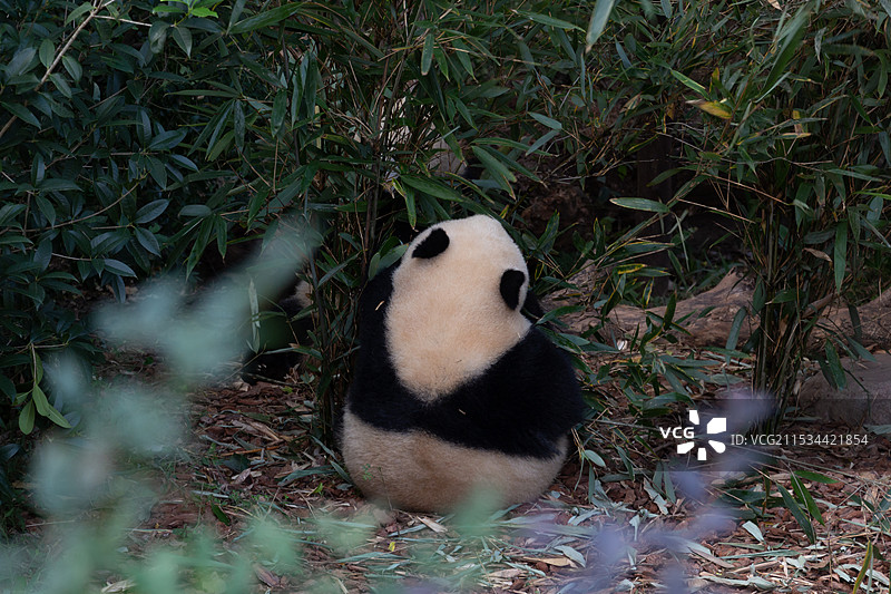 成都大熊猫繁育研究基地里悠闲玩耍休息的可爱大熊猫图片素材