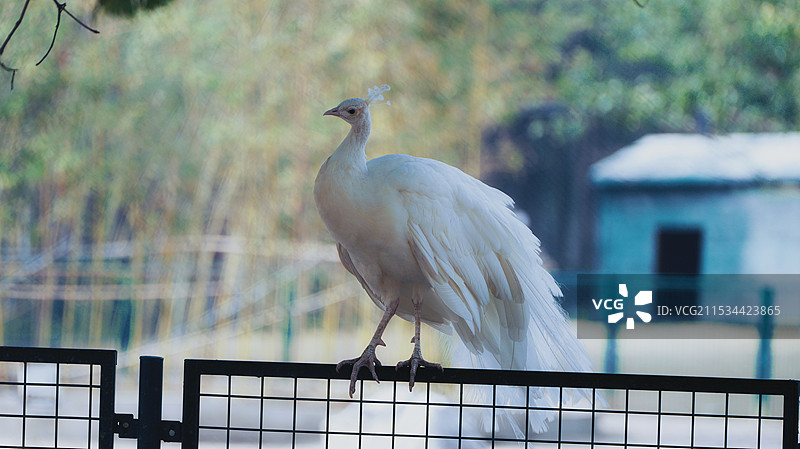 白孔雀图片素材