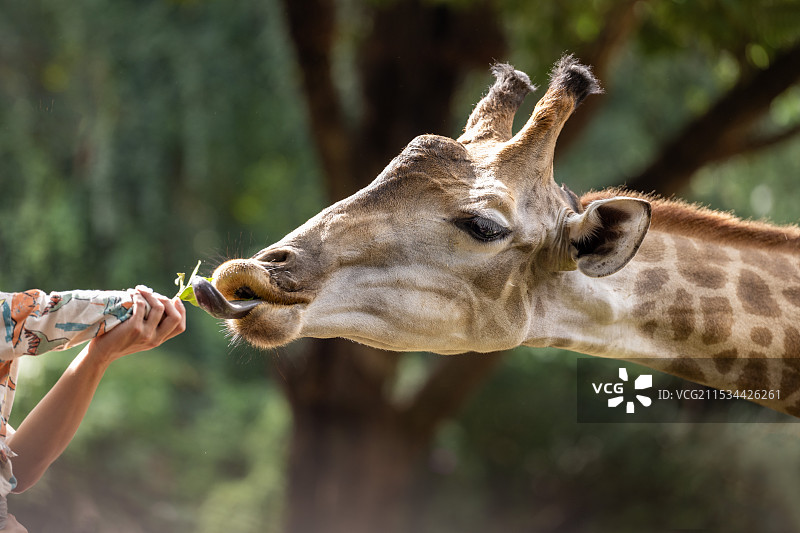 长颈鹿图片素材