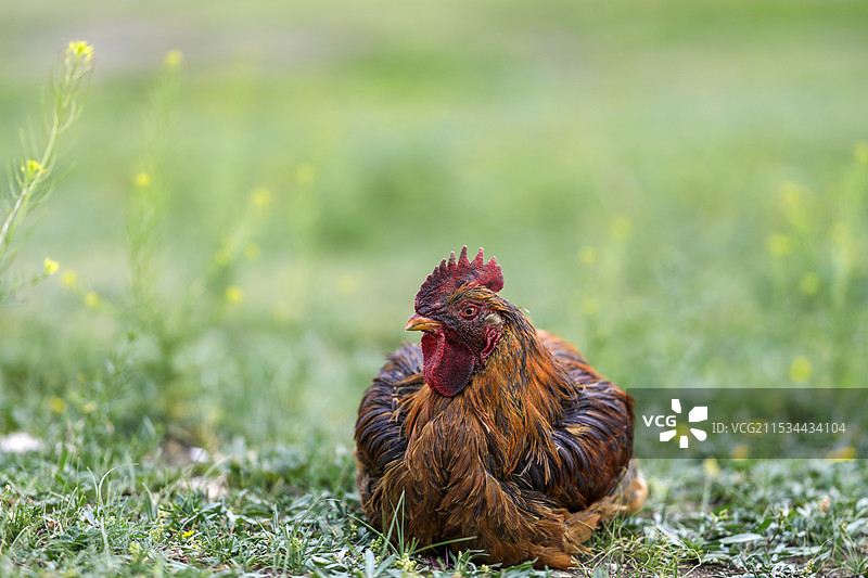 农家土鸡，散养鸡，走地鸡。图片素材