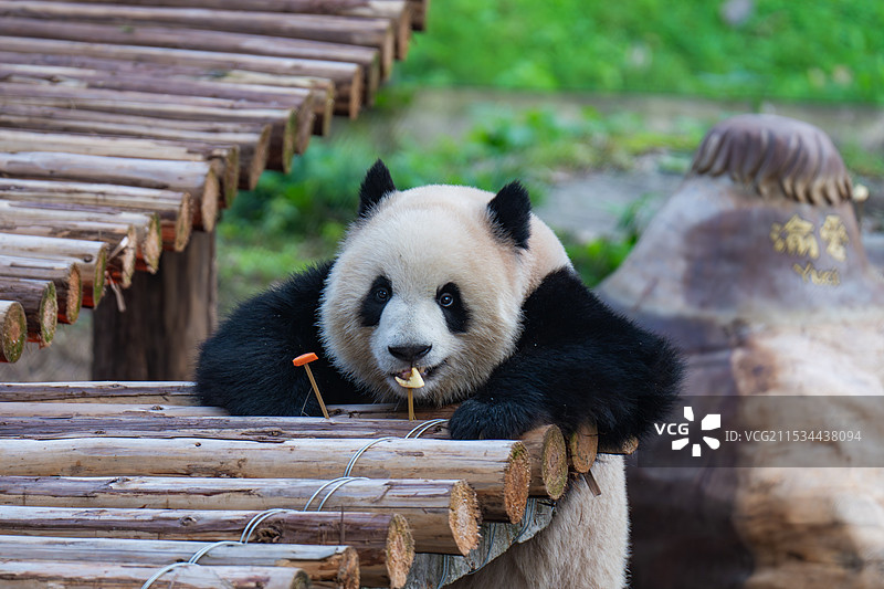 熊猫幼崽国宝大熊猫图片素材
