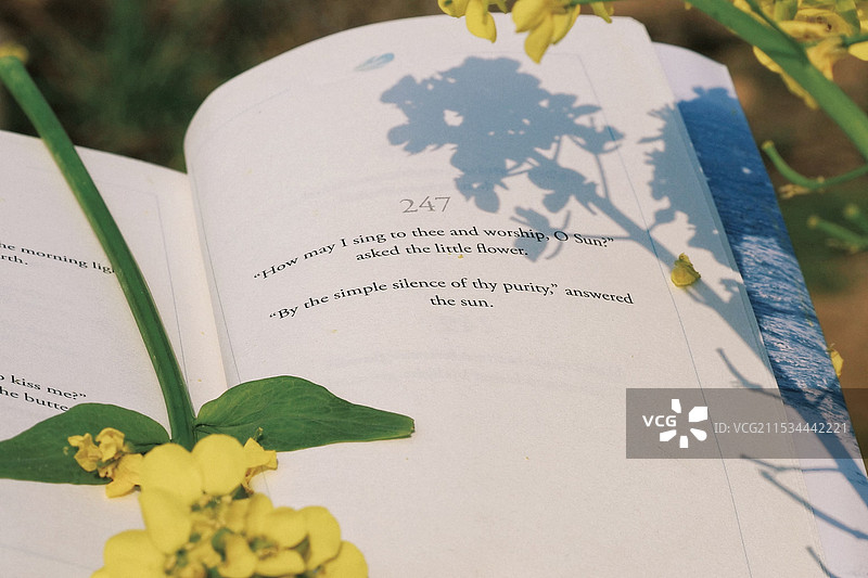 飞鸟集图片素材