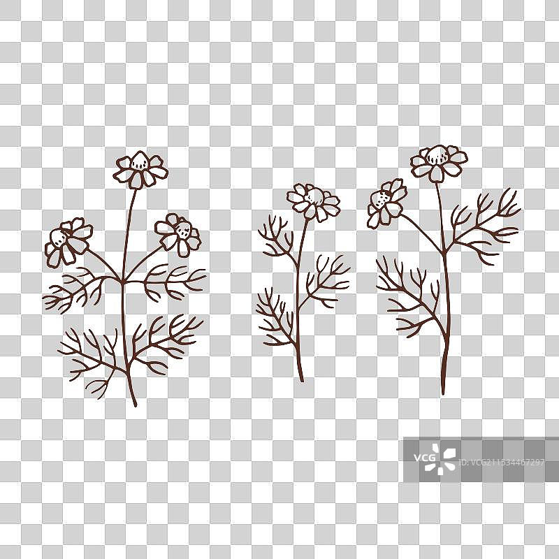 一组手绘的轮廓风格的洋甘菊图片素材