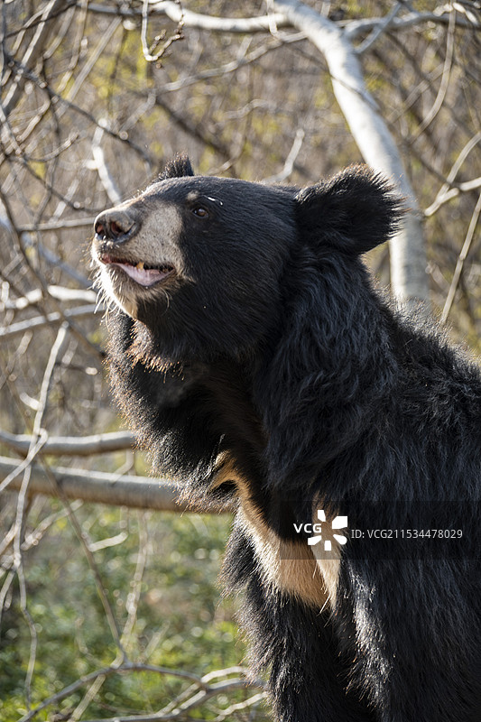《狗熊讨食》图片素材
